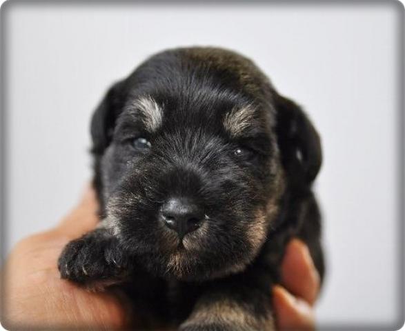 ミニチュアシュナウザー