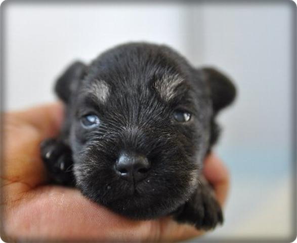 ミニチュアシュナウザー