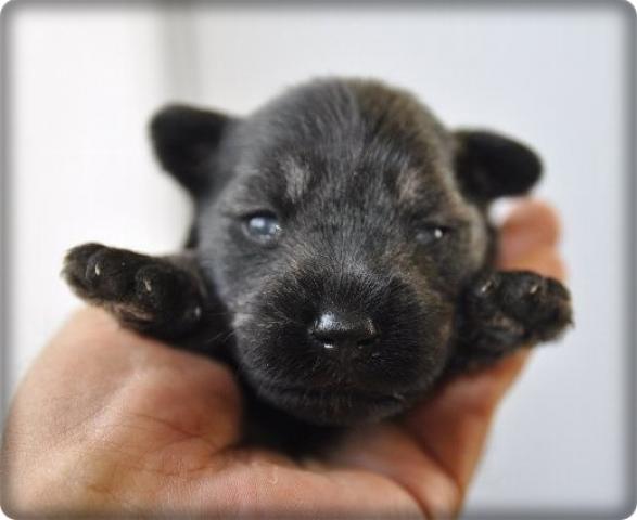 ミニチュアシュナウザー