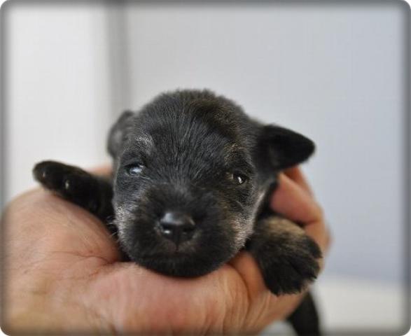 ミニチュアシュナウザー