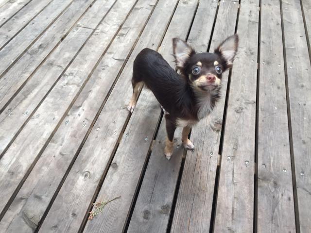 チワワ（ロングコート）