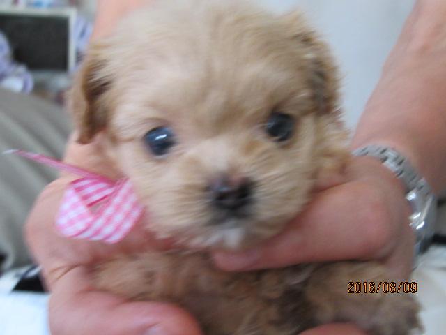 トイプードルポメラニアン　ミックス