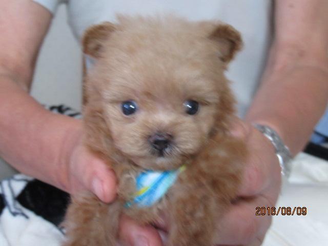 トイプードルポメラニアン　ミックス