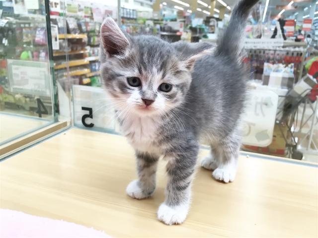 マンチカン