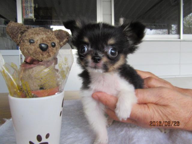 チワワ（ロングコート）マルチーズ　ミックス