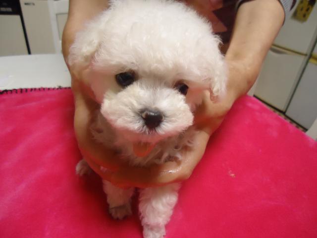 トイプードルマルチーズ　ミックス