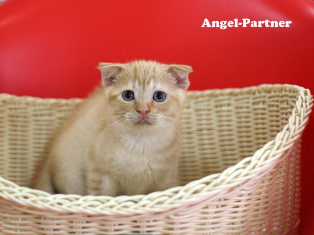 スコティッシュフォールド