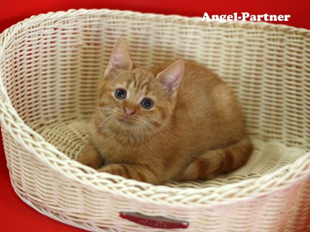 スコティッシュフォールド