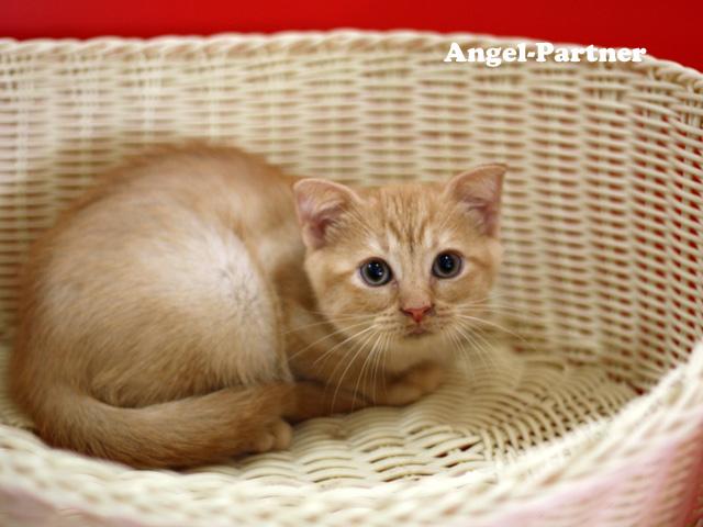 スコティッシュフォールド