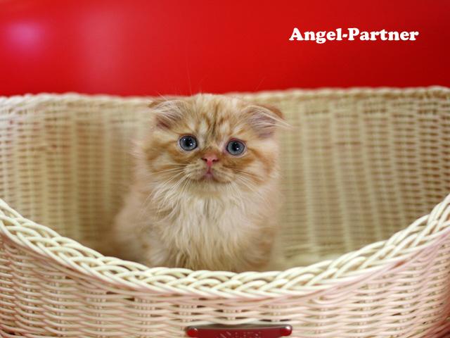 スコティッシュフォールド