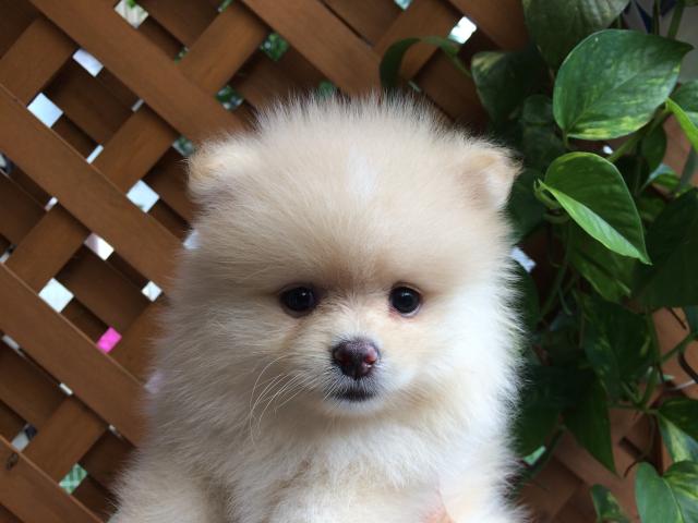 ポメラニアン
