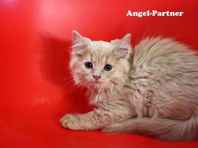 スコティッシュフォールド