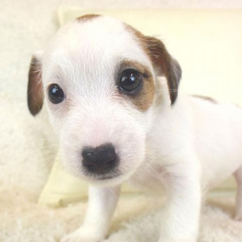 ジャックラッセルテリア