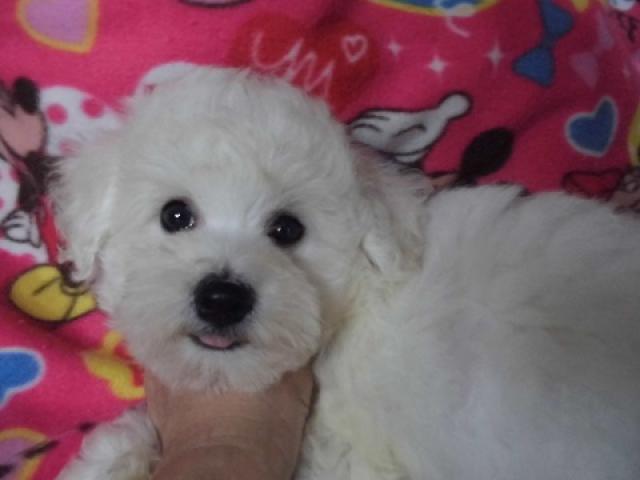 ビションフリーゼ