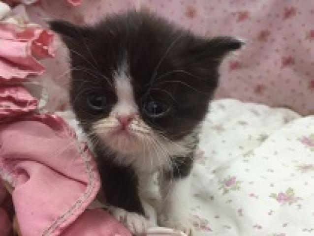 エキゾチックショートヘアー