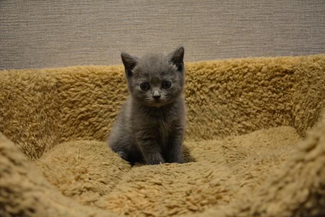 ブリティッシュショートヘア