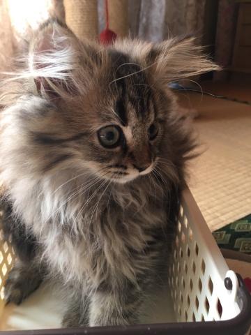 ペルシャ・ヒマラヤン