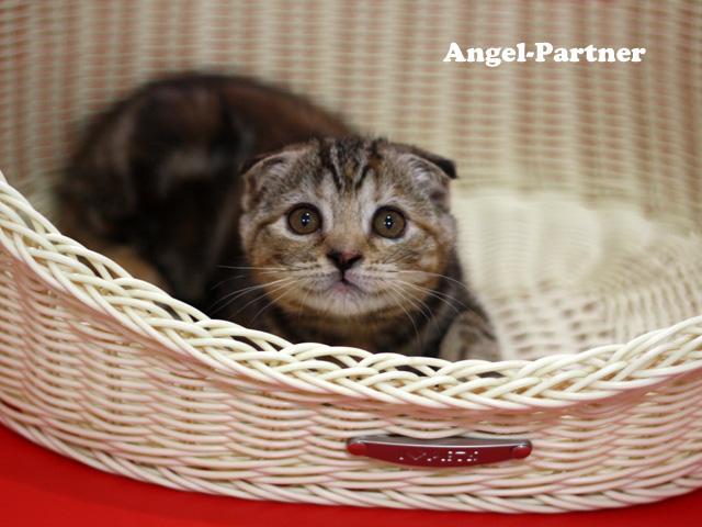 スコティッシュフォールド