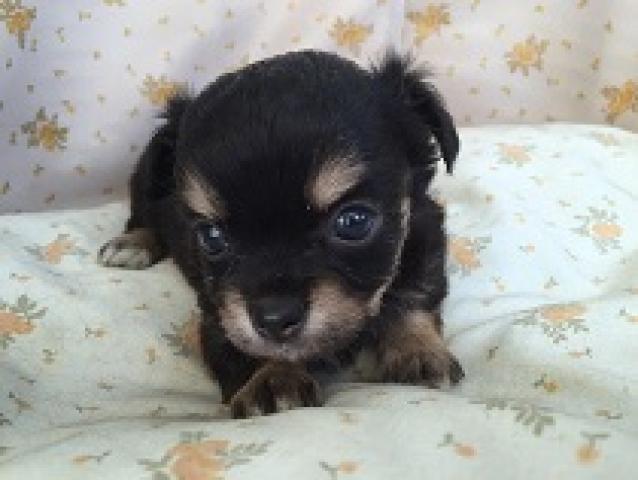 チワワ（ロングコート）