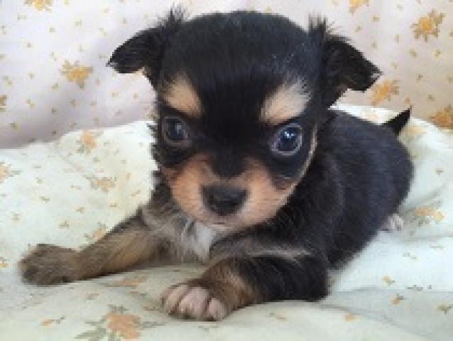 チワワ(ロングコート)