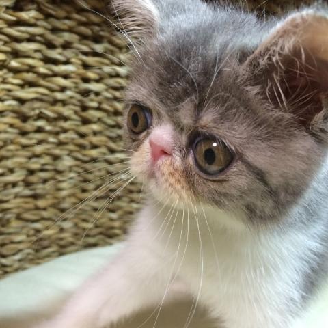 エキゾチックショートヘアー