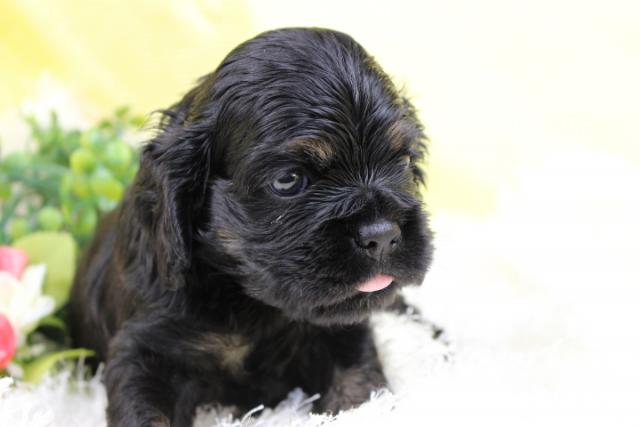 アメリカンコッカースパニエル