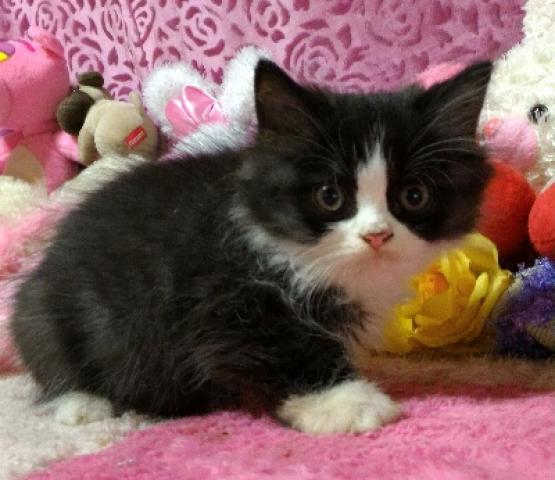 エキゾチックショートヘアー