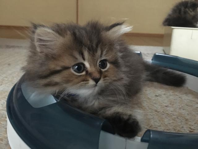 ペルシャ・ヒマラヤン