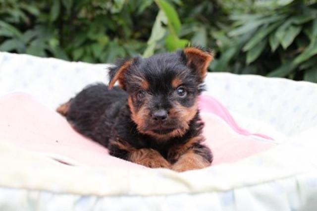 ヨークシャーテリア