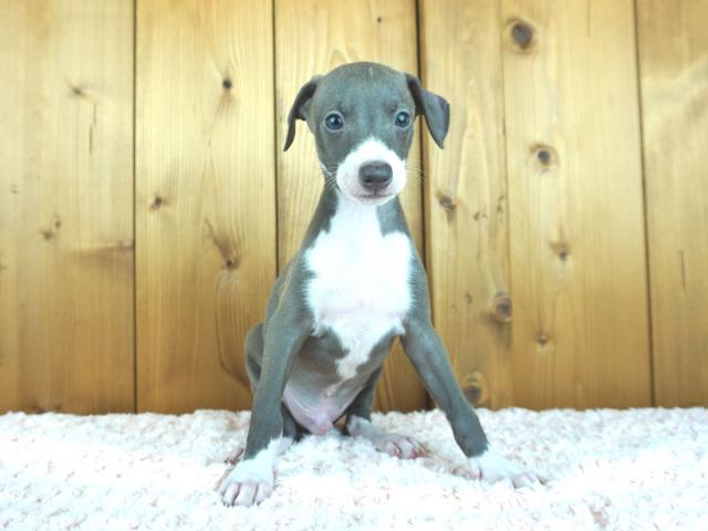 イタリアングレーハウンド