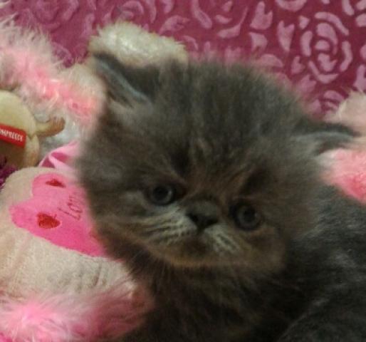 エキゾチックショートヘアー