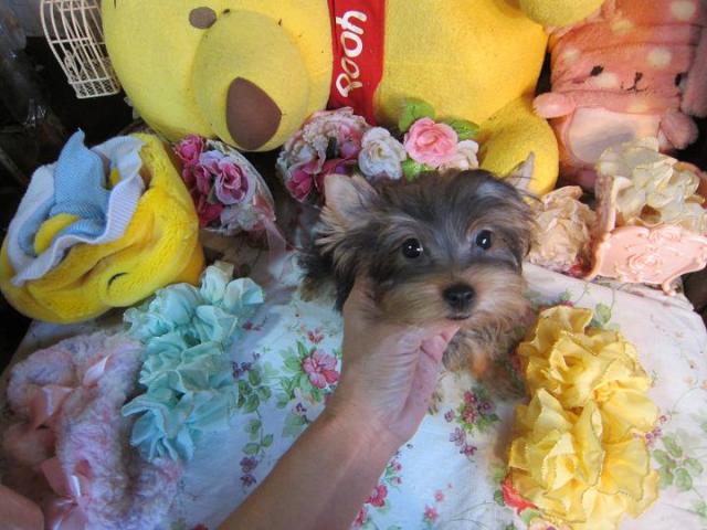 ヨークシャーテリア