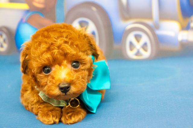 トイプードル 子犬や子猫たちのペット販売情報が満載 ペットステーション トイプードル 子犬や子猫たちのペット販売情報が満載 ペットステーション