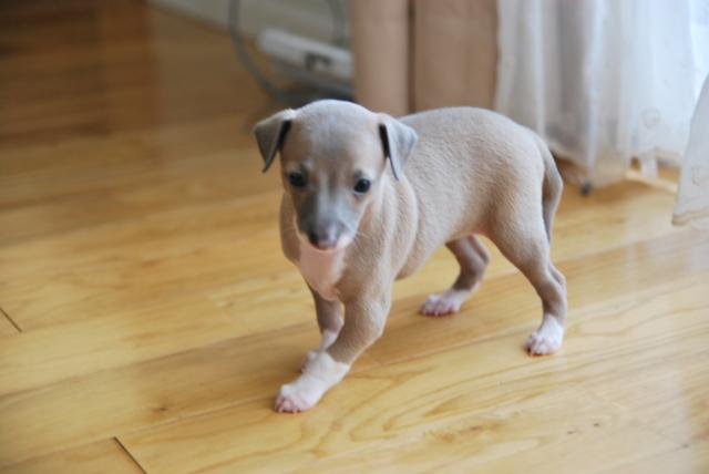 イタリアングレーハウンド