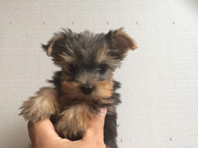 ヨークシャーテリア