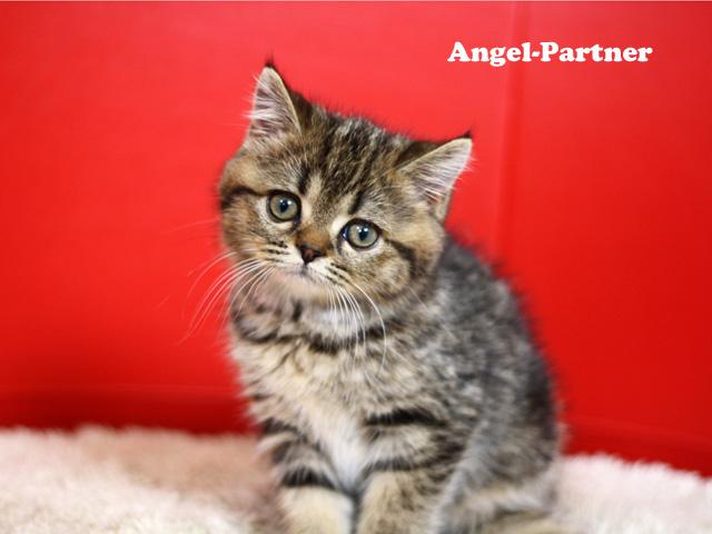 スコティッシュフォールド