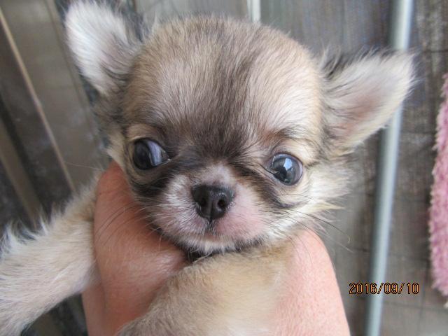 チワワ(ロングコート)