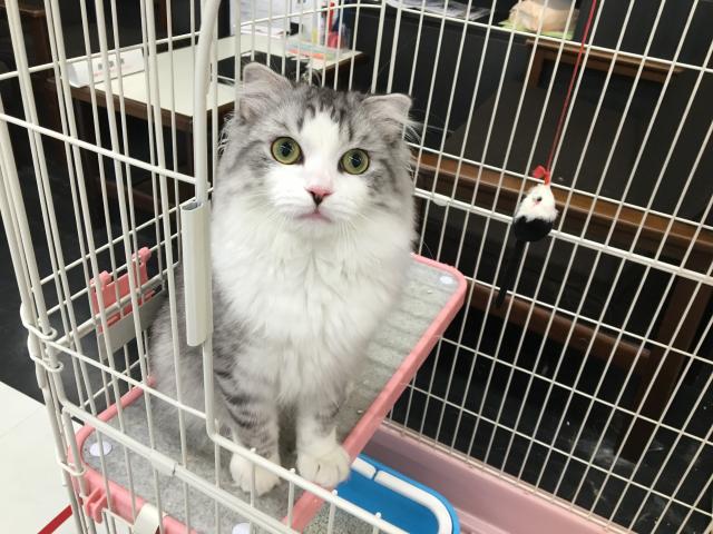 スコティッシュフォールド