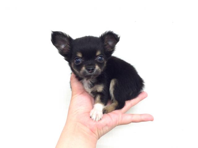 チワワ(ロングコート)