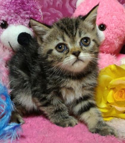 エキゾチックショートヘアー