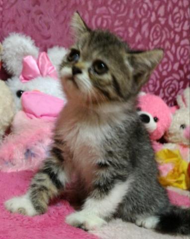 エキゾチックショートヘアー