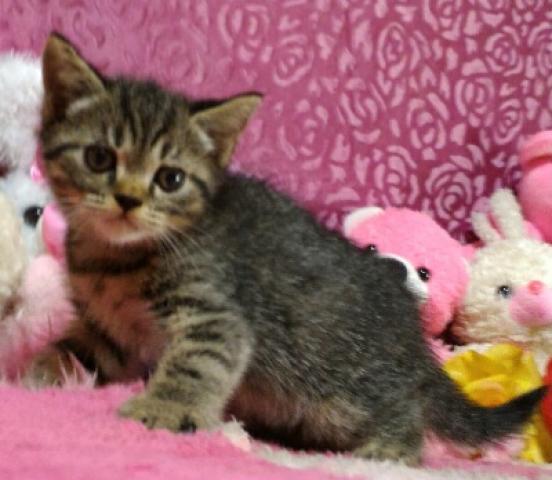 エキゾチックショートヘアー