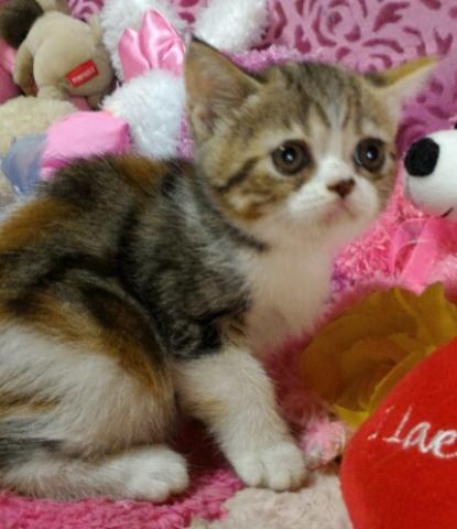 エキゾチックショートヘアー