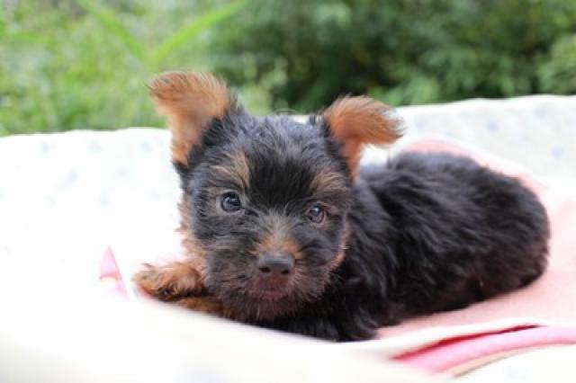 ヨークシャーテリア