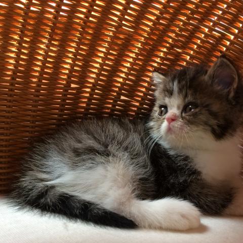 エキゾチックショートヘアー