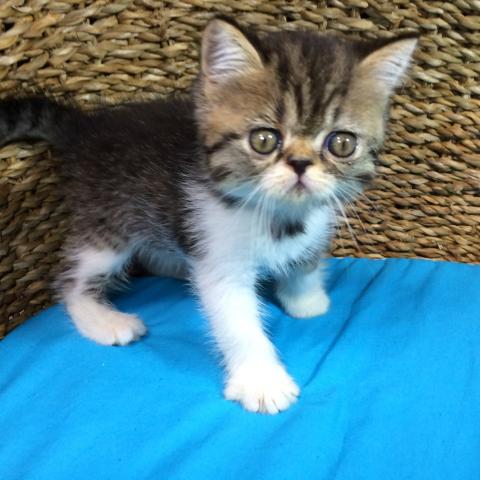 エキゾチックショートヘアー