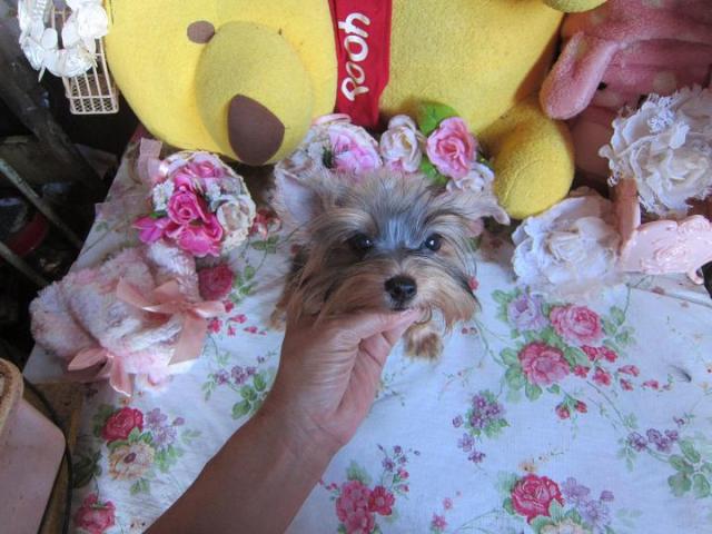 ヨークシャーテリア