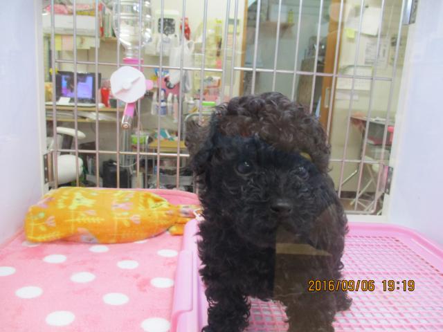 トイプードル