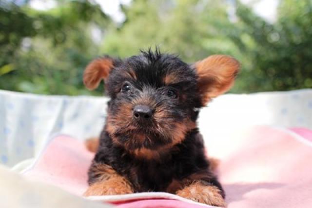 ヨークシャーテリア