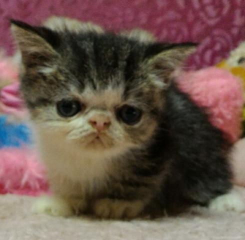 エキゾチックショートヘアー